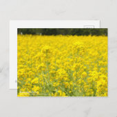 Champ Rapeseed : Carte postale (Devant / Derrière)