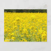 Champ Rapeseed : Carte postale (Devant)