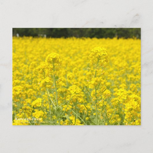 Champ Rapeseed : Carte postale (Devant)