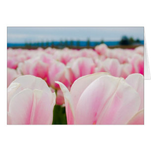 Champ rose de tulipe