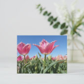 Champ Tulipes roses Fermer do-it-yourself carte po (Debout devant)