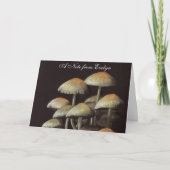 Champignons (Devant)
