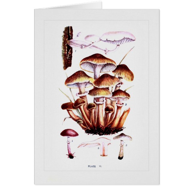 Champignons (Devant)