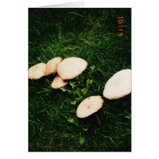 CHAMPIGNONS