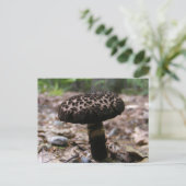 Champignons 146 ~ carte postale (Debout devant)