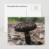 Champignons 146 ~ carte postale (Devant / Derrière)