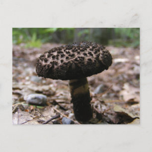 Champignons 146 ~ carte postale