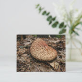 Champignons 149 ~ carte postale (Debout devant)