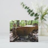 Champignons 161 ~ carte postale (Debout devant)