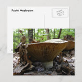 Champignons 161 ~ carte postale (Devant / Derrière)