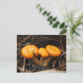 Champignons 299 ~ carte postale (Debout devant)