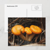Champignons 299 ~ carte postale (Devant / Derrière)