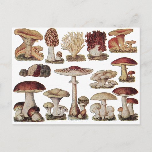 champignons briefkaart (Voorkant)