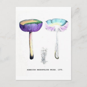 champignons briefkaart