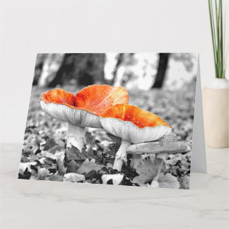 Champignons Carte d'art géante Adelaide Hills