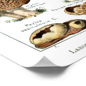 Champignons - Collection de champignons Poster (Coin)