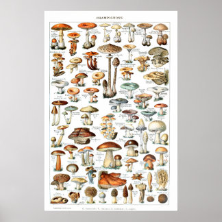 Champignons - Collection de champignons Poster