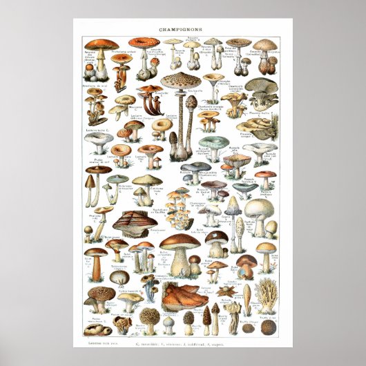 Champignons - Collection de champignons Poster (Devant)