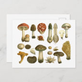 Champignons de champignons de champignons Carte po (Devant / Derrière)