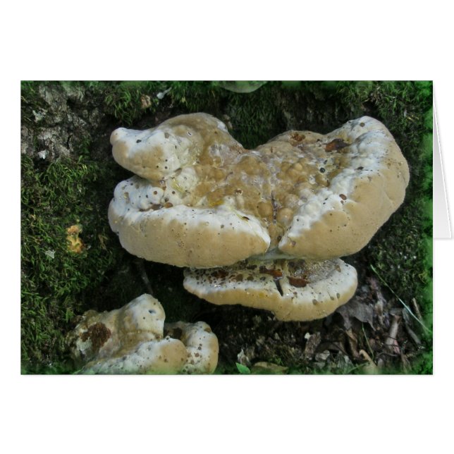 Champignons de plateau sur souche (Devant horizontal)