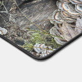 "Champignons de queue de Turquie" (Coin)