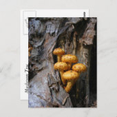 Champignons d'or ~ carte postale (Devant / Derrière)