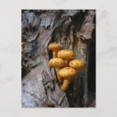 Champignons d'or ~ carte postale (Devant)