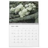Champignons du calendrier (Mar 2026)