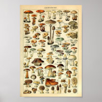 Champignons, educatieve vintage