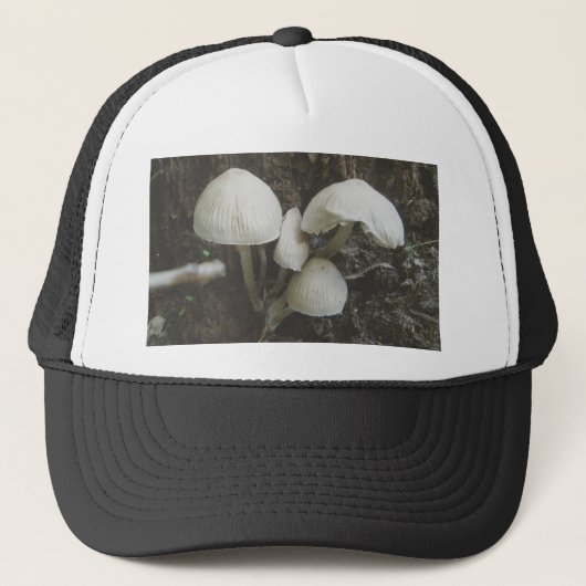 Champignons en Casquette de souche (Devant)