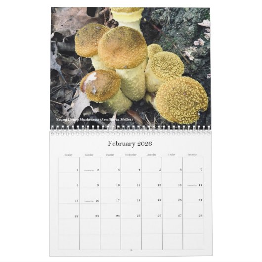 Champignons et champignons Calendrier 2020 (Feb 2026)
