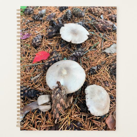 Champignons et cônes de pin (Devant)