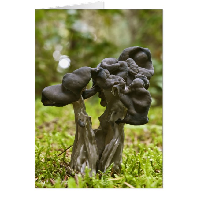 Champignons mystiques (Devant)