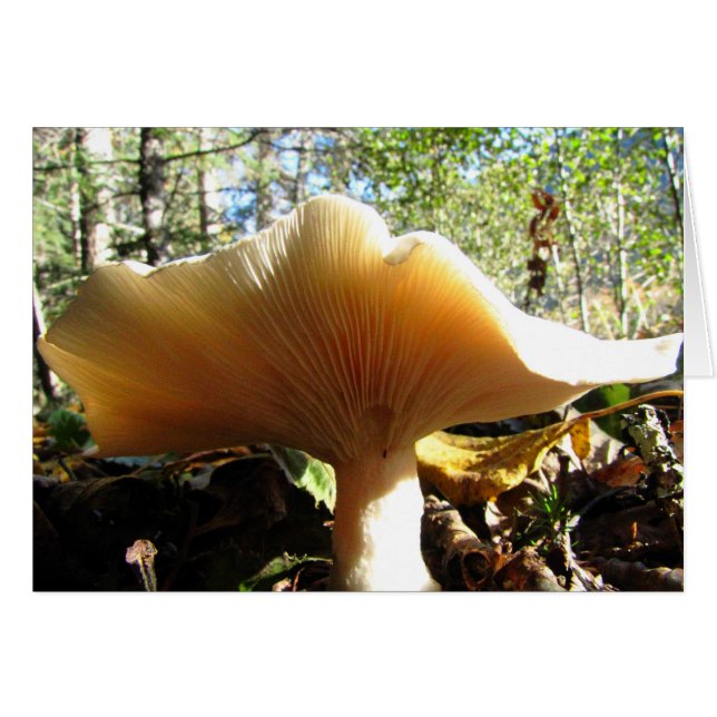 Champignons Profitez du soleil (Devant Horizontal)