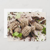 Champignons sauvages, carte postale (Devant / Derrière)