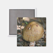 Champignons sauvages Nature Magnet Photo (Recto/Verso)