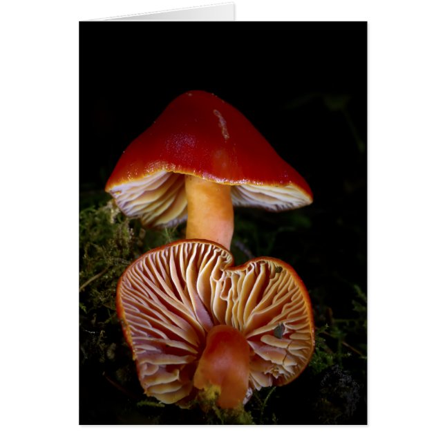 Champignons Scarlet Waxcap (Devant)