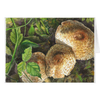 Champignons toujours attirants pour les yeux de vo