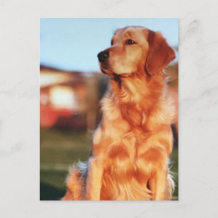 Champion Golden Retriever Dog Outdoorfoto Briefkaart