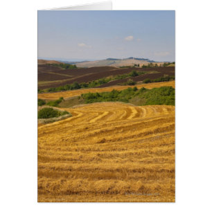 Champs de blé après la récolte