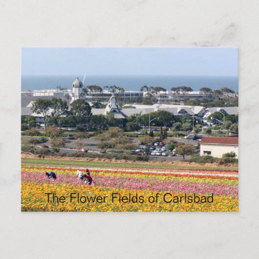 Champs de fleurs de Carlsbad carte postale (Devant)