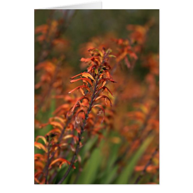 Champs de lumière orange (Devant)