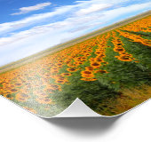 Champs de tournesol - élargissement de la photo (Coin)