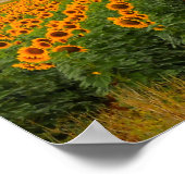 Champs de tournesol - Poster (Coin)