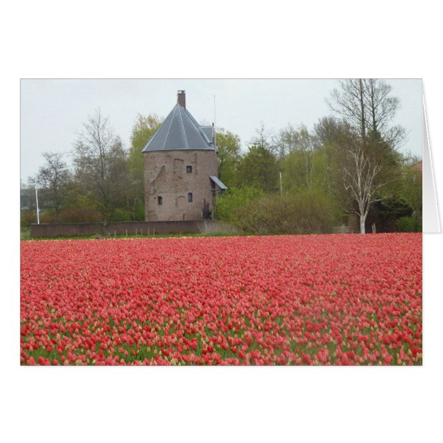 Champs de tulipe rouge et église (Devant Horizontal)