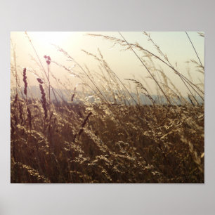 Champs d'herbe jaune Nature Affiche Papier (Mat)
