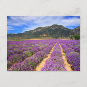 Champs Lavande pour carte postale