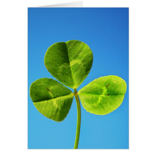 Chance irlandaise (Devant)