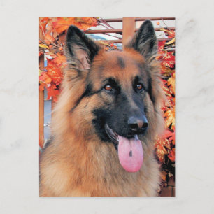 Chance - Long Hazard German Shepherd Photo-7 Briefkaart