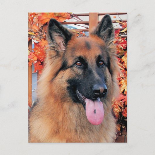 Chance - Long Hazard German Shepherd Photo-7 Briefkaart (Voorkant)